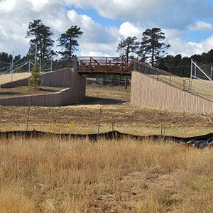 A wooden bridge in the middle of Genesee Mountain Park, providing trail improvements for hikers and bikers while also allowing bison to pass safely through the field.